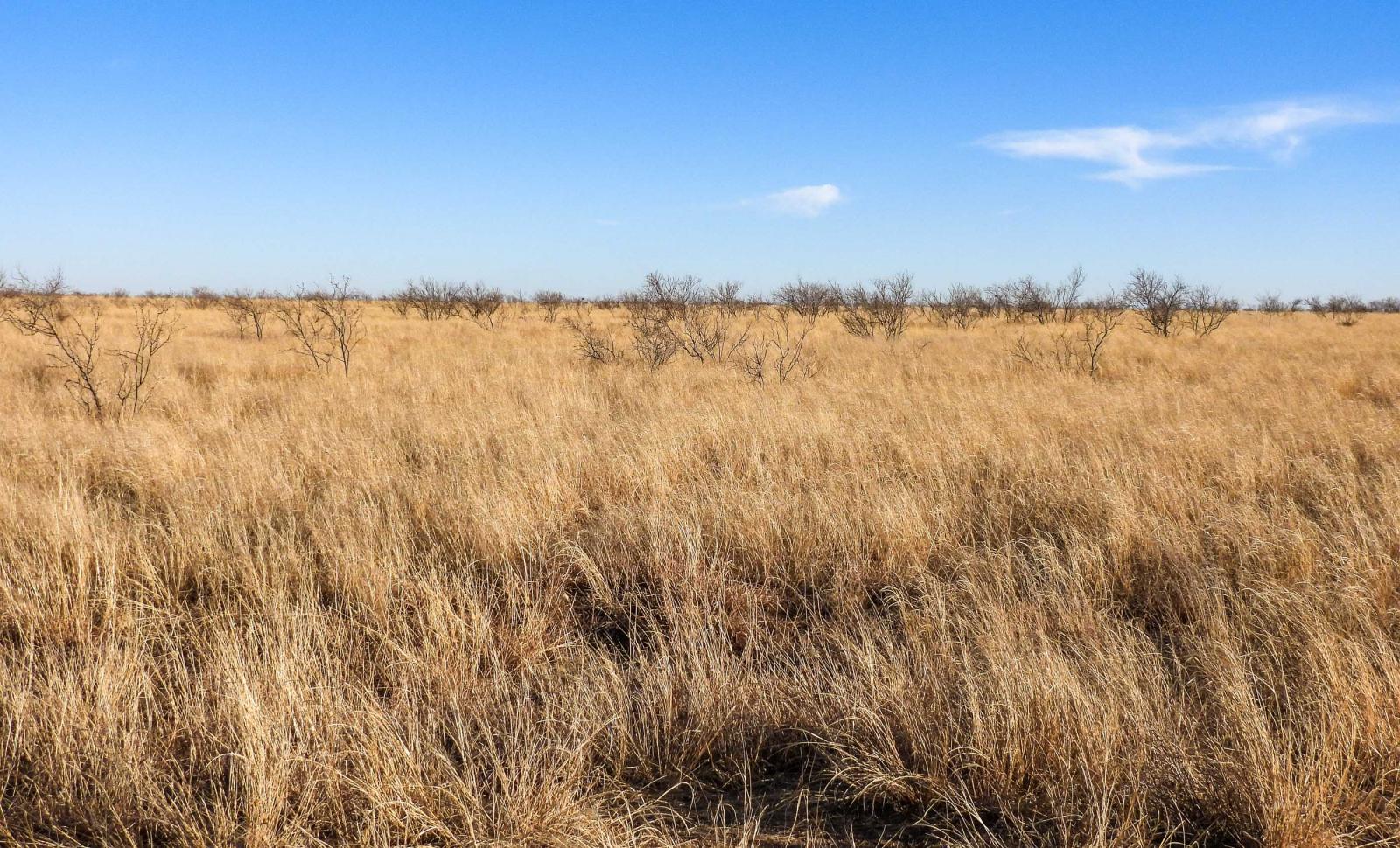 Tahoka Lake Ranch Chas S. Middleton